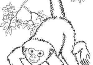 300x210 Drawings Drawing Ideas Simple Monkey Drawing Elegant Nice Simple