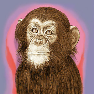 300x300 Primate Drawings Fine Art America