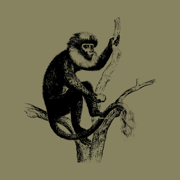 The best free Primate drawing images. Download from 25 free drawings of ...