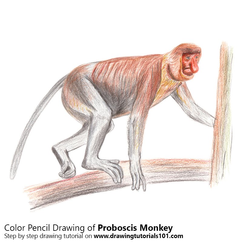 800x800 Proboscis Monkey Pencil Drawing