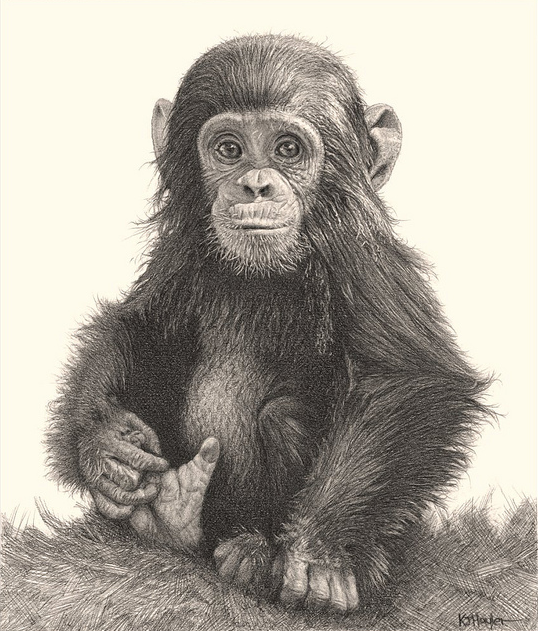 538x631 Drawing Amimals With Pencil Incredibly Realistic Pencil Drawings