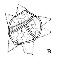 199x199 Schematic Drawing Of The Operative Procedure Of Download