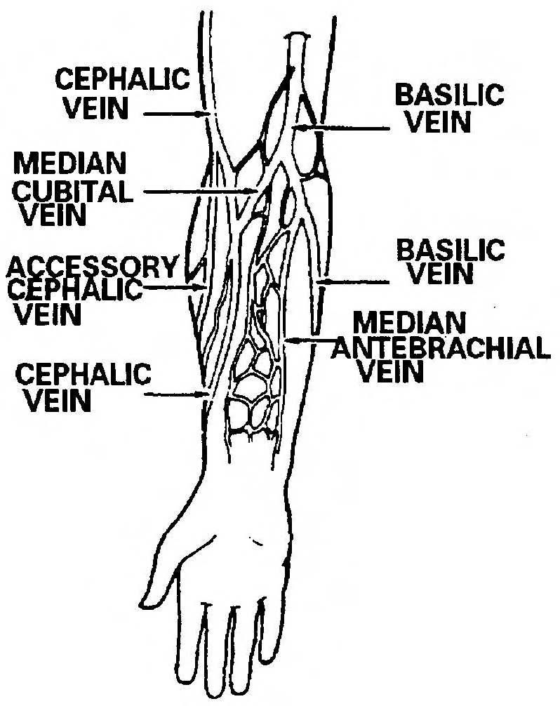 798x1006 Venipuncture Order Of Draw Procedure For Obtaining A Blood