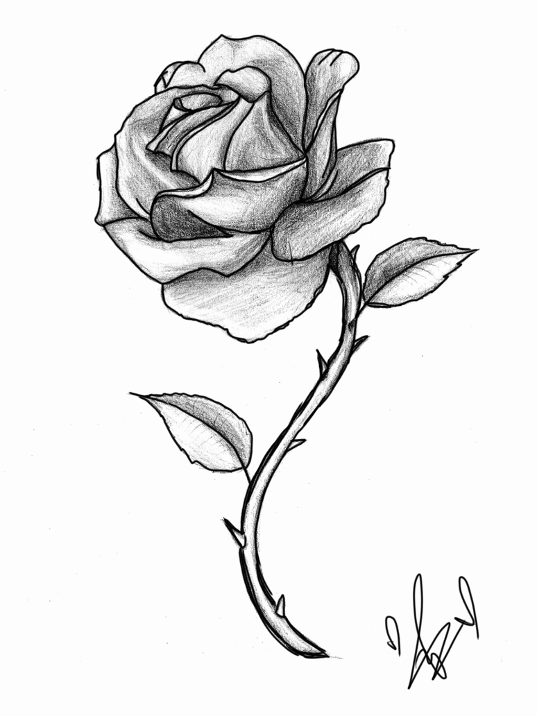 774x1032 Rose Sketches Fresh Sad Girl With Rose Proposal Drawing Sketches