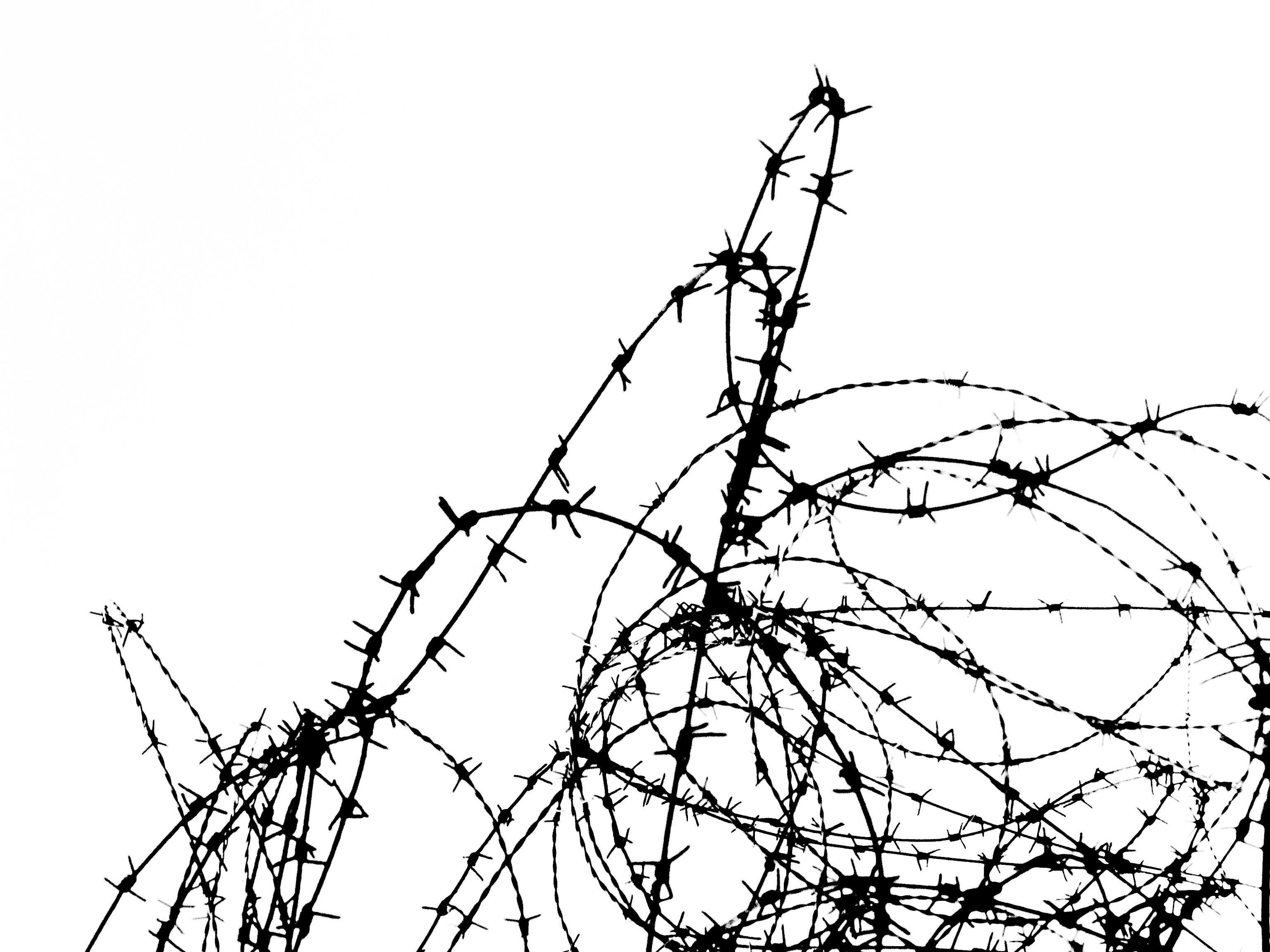 3072x2304 Free Images Branch, Black And White, Wire, Monochrome, Barbwire