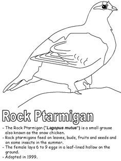 Ptarmigan Drawing