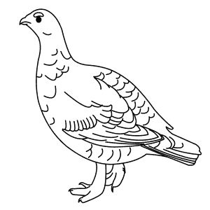 300x300 Learn How To Draw Animals Step By Step Page 97