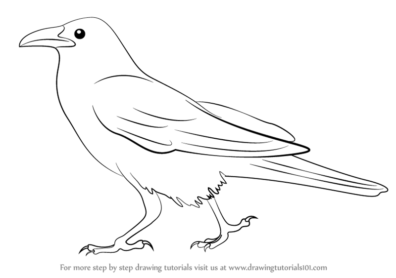 800x563 Learn How To Draw A Crow (Birds) Step By Step Drawing Tutorials