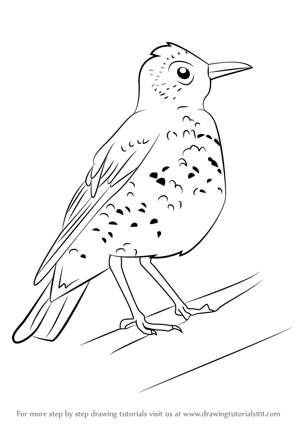 596x842 Learn How To Draw A Wood Thrush (Birds) Step By Step Drawing