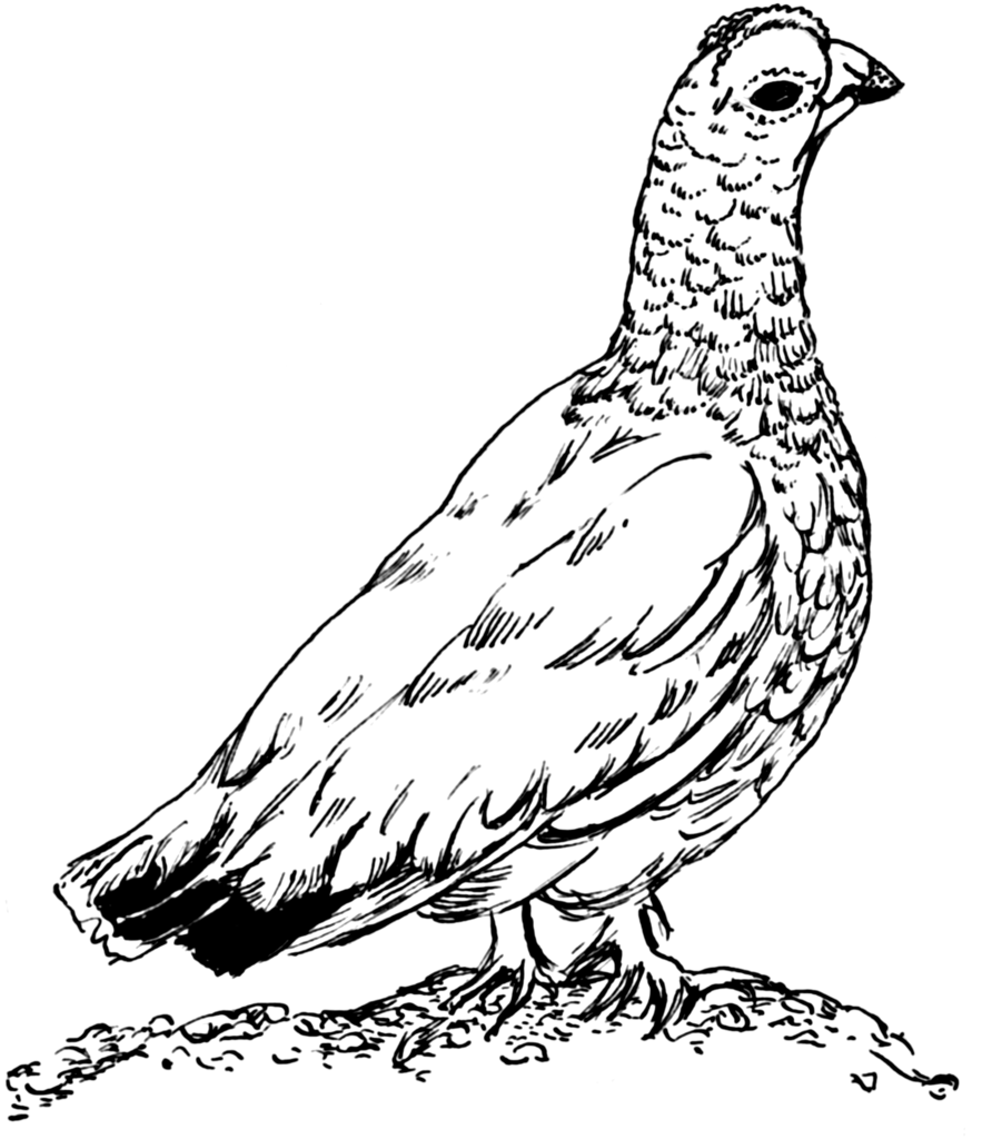 883x1024 Fileptarmigan 2 (Psf).png