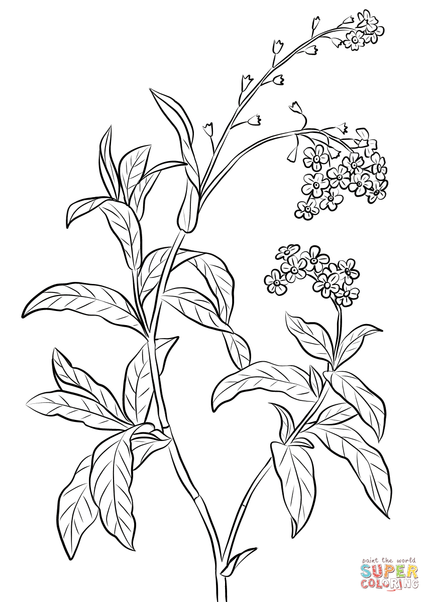 856x1200 Forget Me Not Flower Drawing Forget Me Not Coloring Page Free