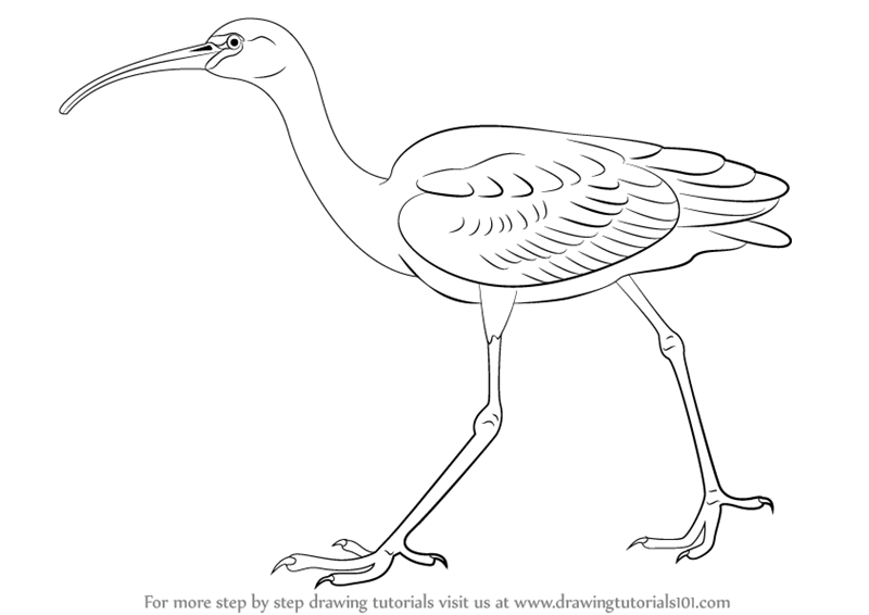 800x566 How To Draw A Glossy Ibis Video