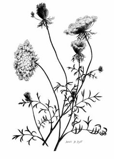 236x328 Image Result For Queen Anne's Lace Carrot Flower Tattoo