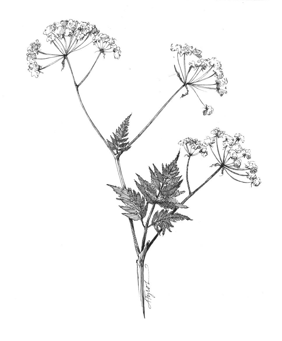 968x1172 Image Result For Queen Anne's Lace Drawing Personal Logo