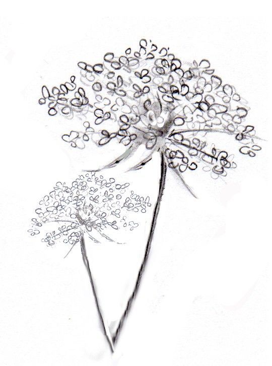 540x726 Image Result For Queen Anne's Lace Tattoo Tattoos