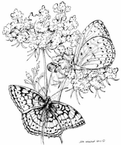 251x300 P7289 Queen Anne's Lace With Two Butterflies