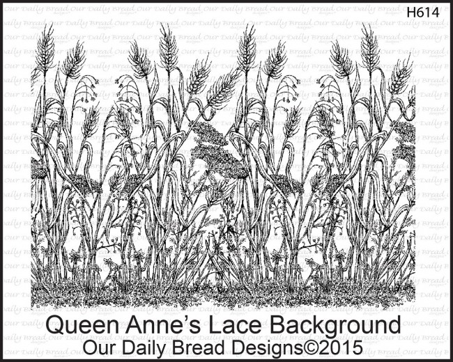 650x520 Queen Anne's Lace Background