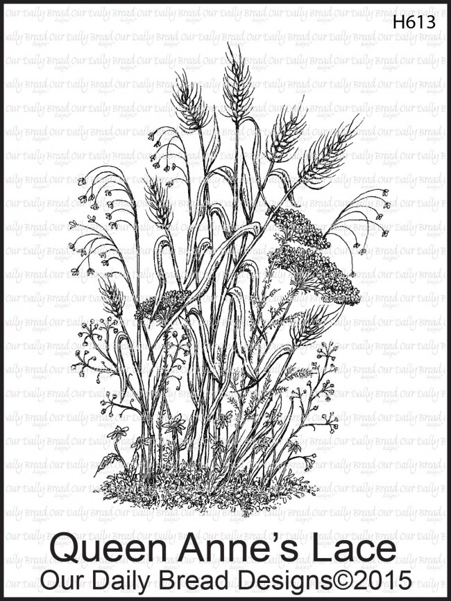 650x867 Queen Anne's Lace Single