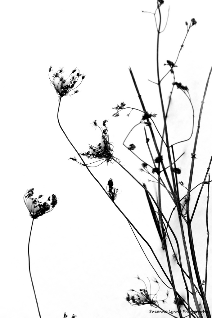 683x1024 Queen Anne's Lace 40365