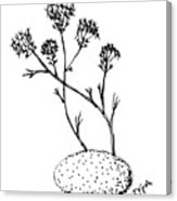 163x186 Queen Anne's Lace Drawing By Dale Arends