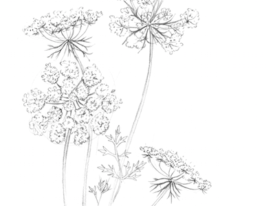 400x300 Queen Anne's Lace Wild Carrot Drawing By Erin Ellis