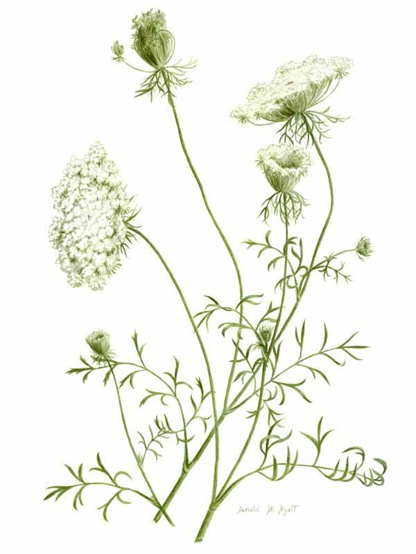 600x800 Collection Of Queen Anne's Lace Botanical Drawing High