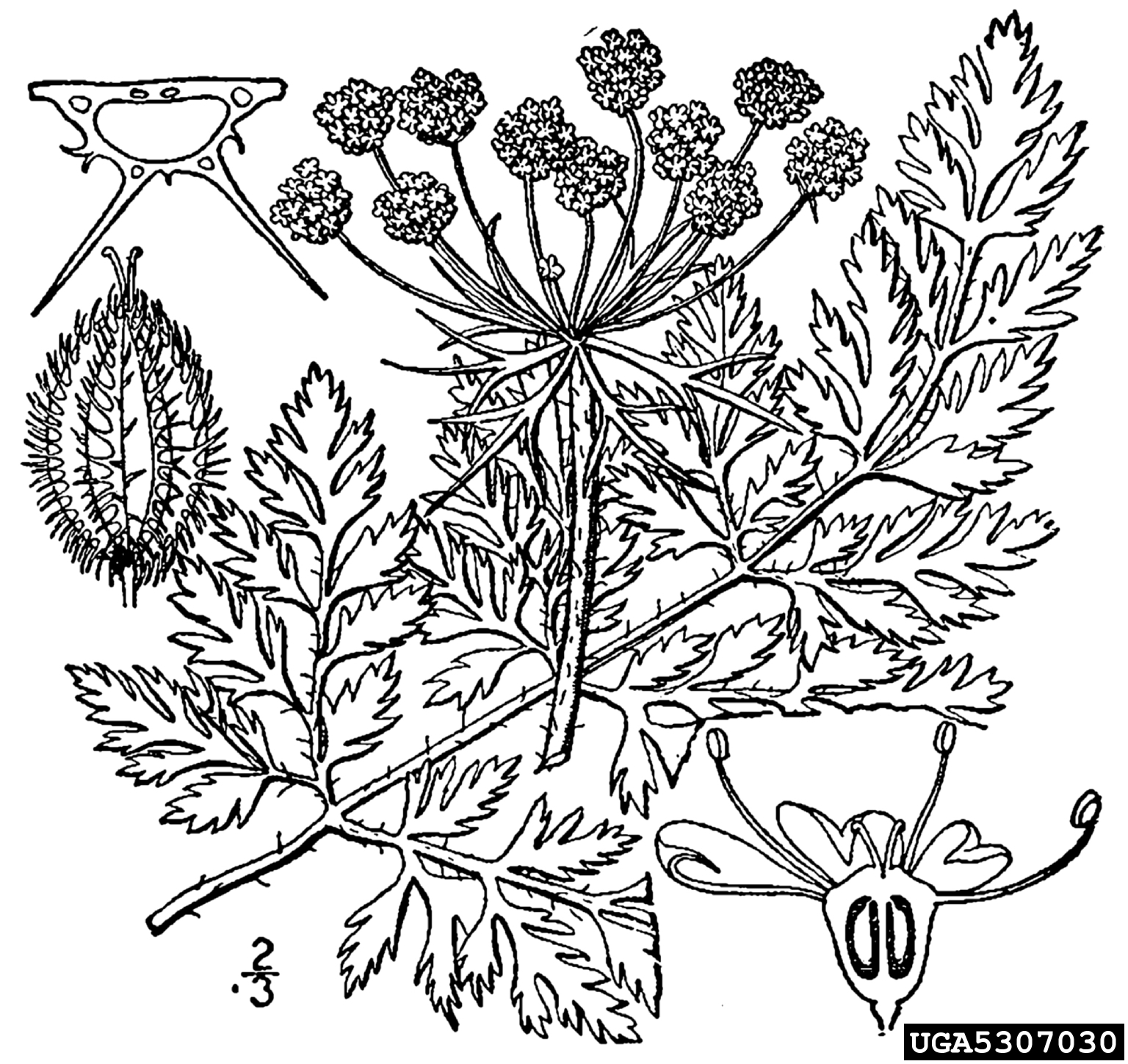 1536x1449 Queen Anne's Lace, Wild Carrot, Daucus Carota (Apiales Apiaceae