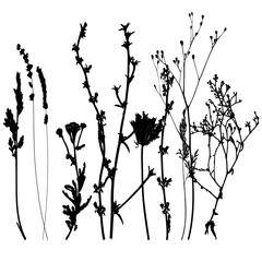 240x240 Search Photos Queen Anne Lace