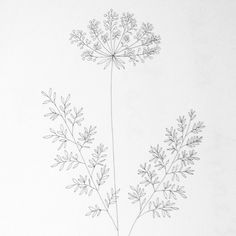 236x236 Tattoo On Floral Tattoos, Queen Annes Lace And Peonies