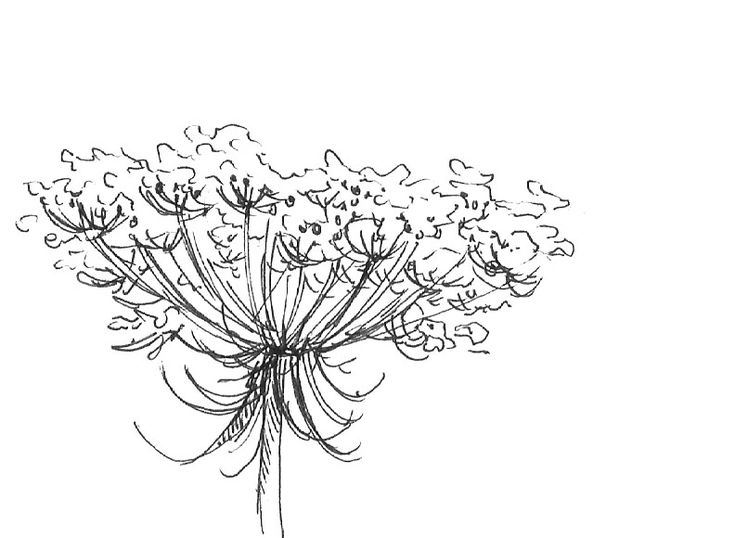 735x538 The 14 Best Carrot Flower Tattoo Images On Queen Annes