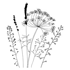 240x240 Queen Anne's Lace Plant Photos, Royalty Free Images, Graphics