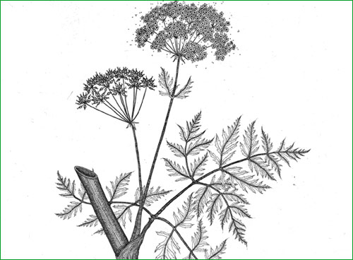 500x368 Collection Of Queen Anne's Lace Drawing High Quality, Free