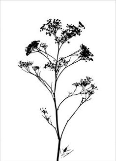 236x326 Botanical Print Queen Annes Lace Minimal Minimalist Field Flowers