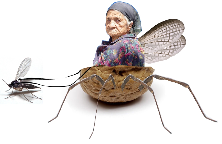 770x500 Queen Mab By Kaikoala