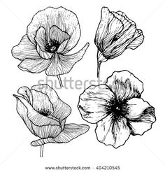 236x246 Pear Shaped Quince In Flower. Nature Draw Flowers