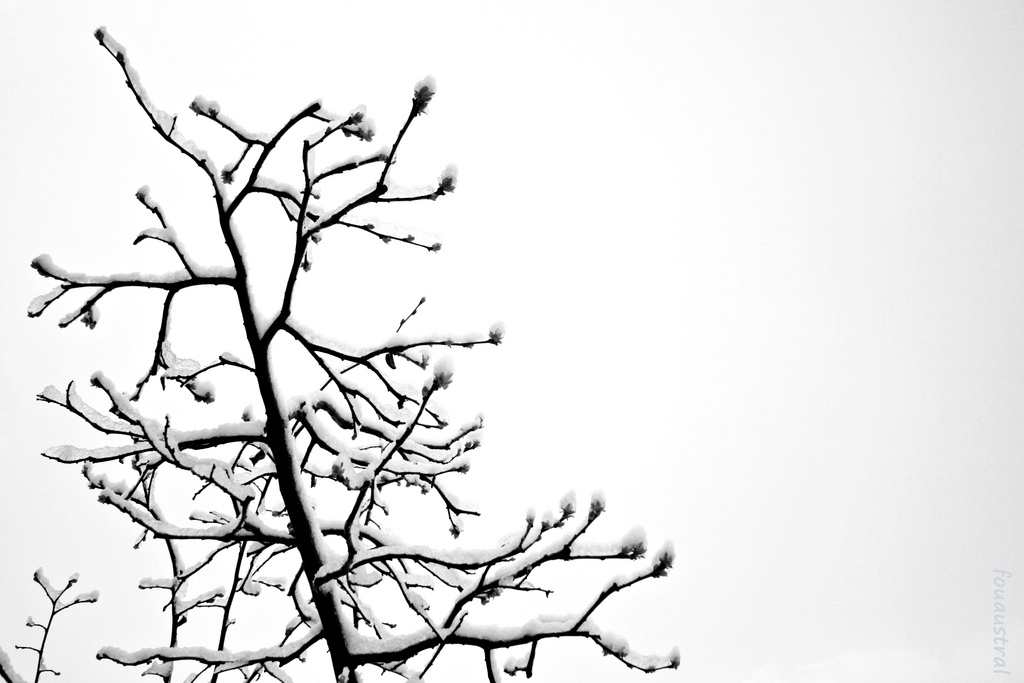 1024x683 The World's Best Photos Of Cydoniaoblonga And Quince