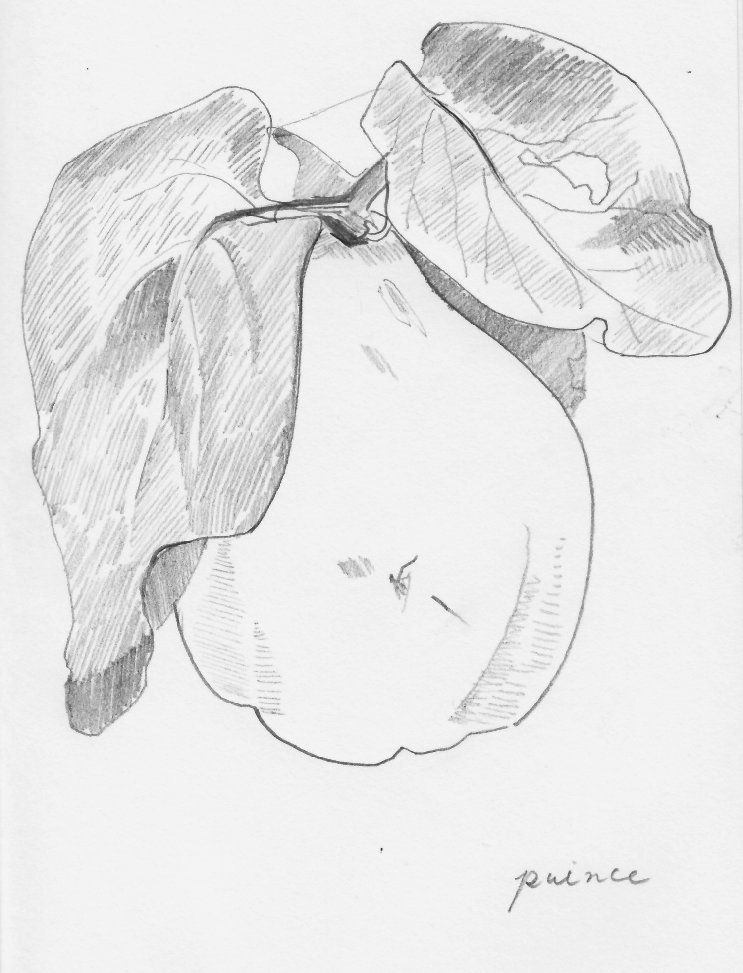 1500x1964 Blog Funnny Up