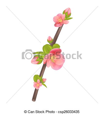 427x470 Illustration Branch Of Japanese Quince (Chaenomeles Vectors