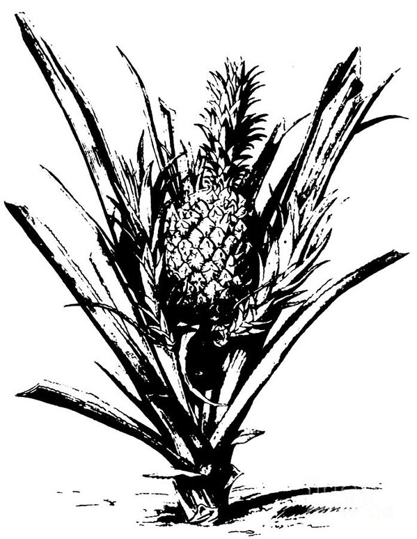 599x774 Exotic Fruits Drawings Fine Art America