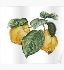 210x230 Quince Drawing Posters Redbubble