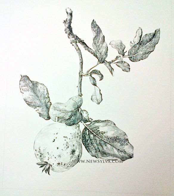 584x658 Quince Fruit. A Drawing By Sarah Simblet For The New Sylva