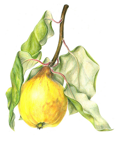 409x500 Sigrid Frensen Quince