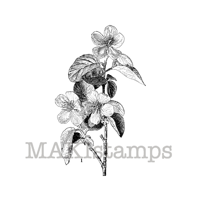 800x800 Flower Art Stamp Quinces Blossoms (140208) Makistamps
