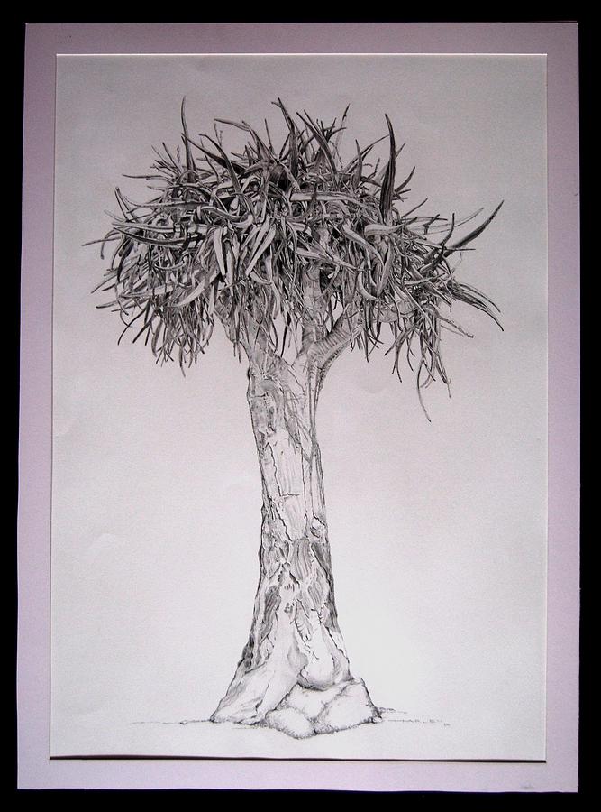 667x900 Quiver Tree Drawing By Victor Harley