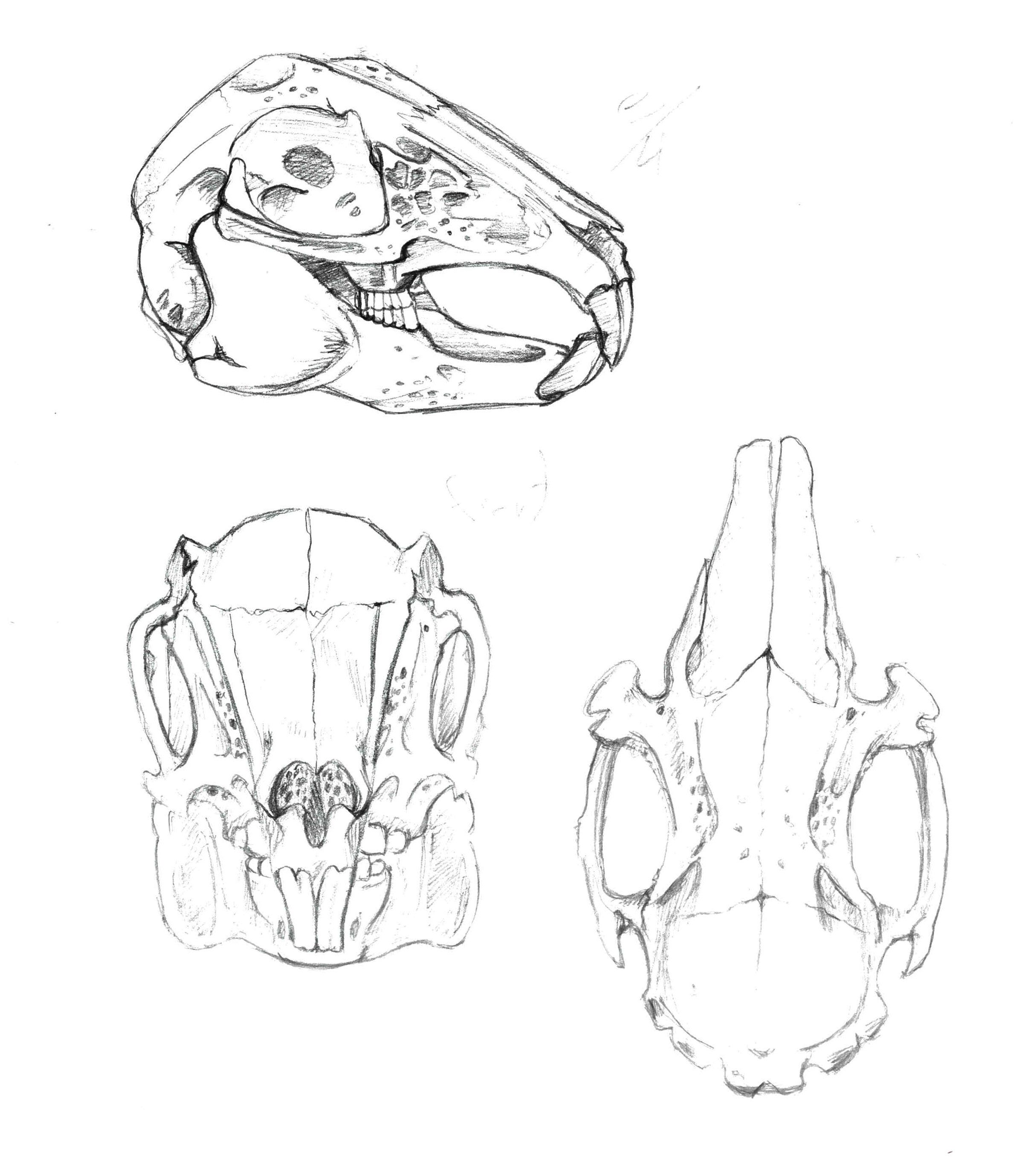 2409x2758 Image Result For Rabbit Skull Drawing Tattoo