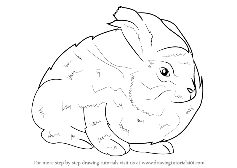 800x566 Learn How To Draw An Angora Rabbit (Other Animals) Step By Step