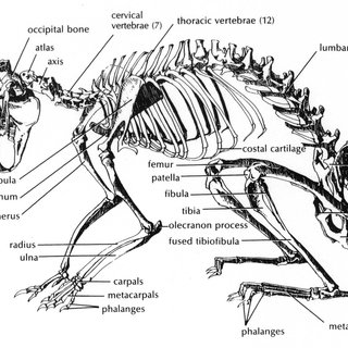 320x320 2 Shows Rabbit Skeleton. Bones Used In This Study Were