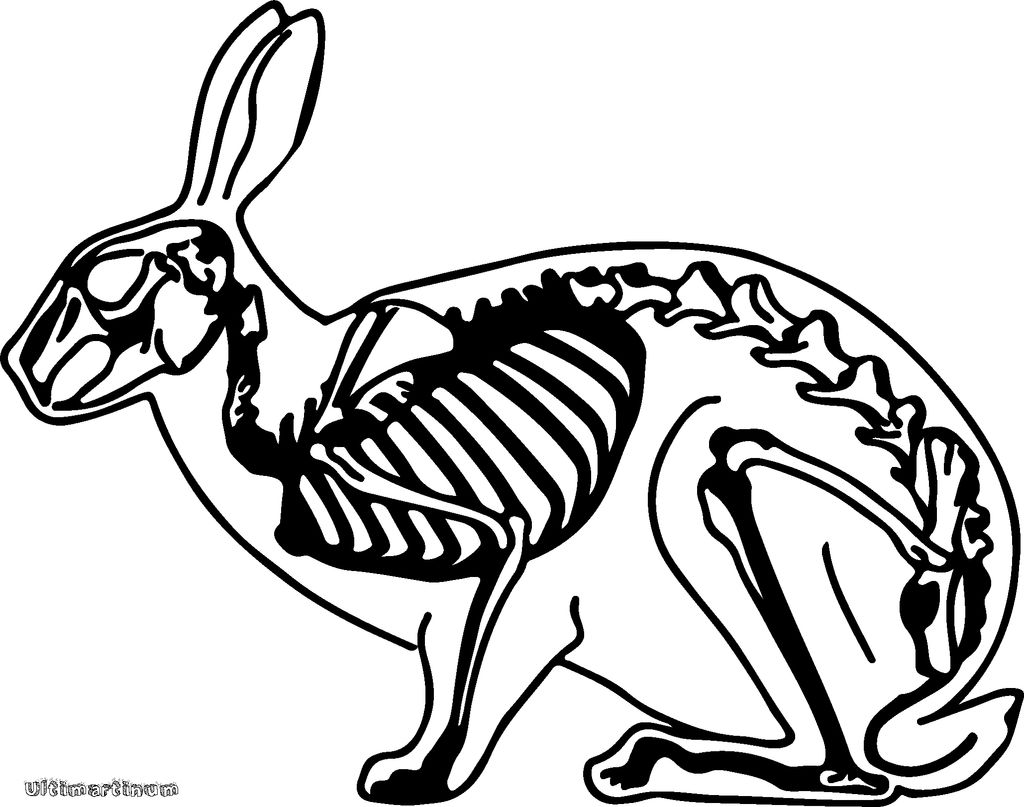 Rabbit Skeleton Drawing at GetDrawings | Free download