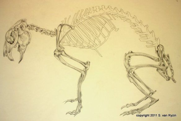 584x389 Rabbit Skeleton Animal's Anatomy Rabbit And Anatomy