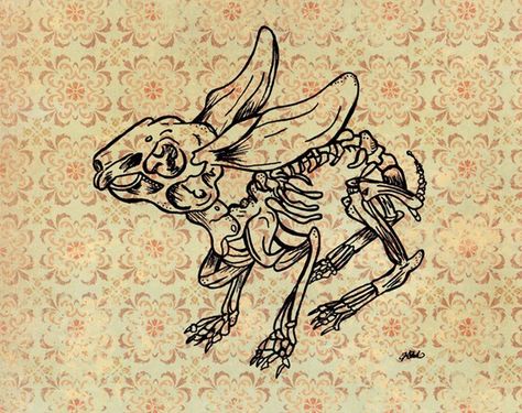 474x375 Resultado De Imagen Para Rabbit Skeleton Veronica Project